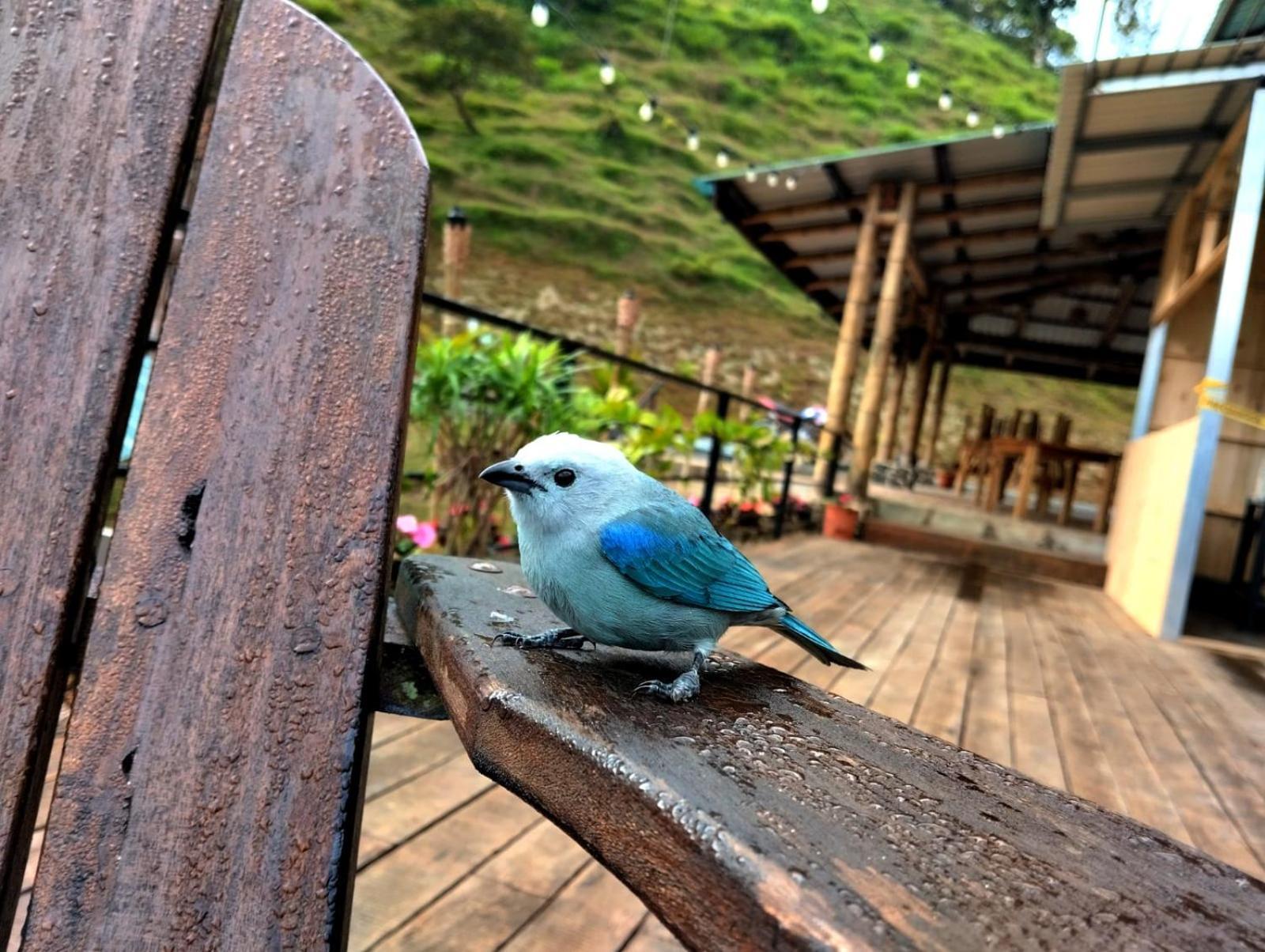 Hotel Rivel - Restaurant & Nature Retreat Turrialba Exteriör bild